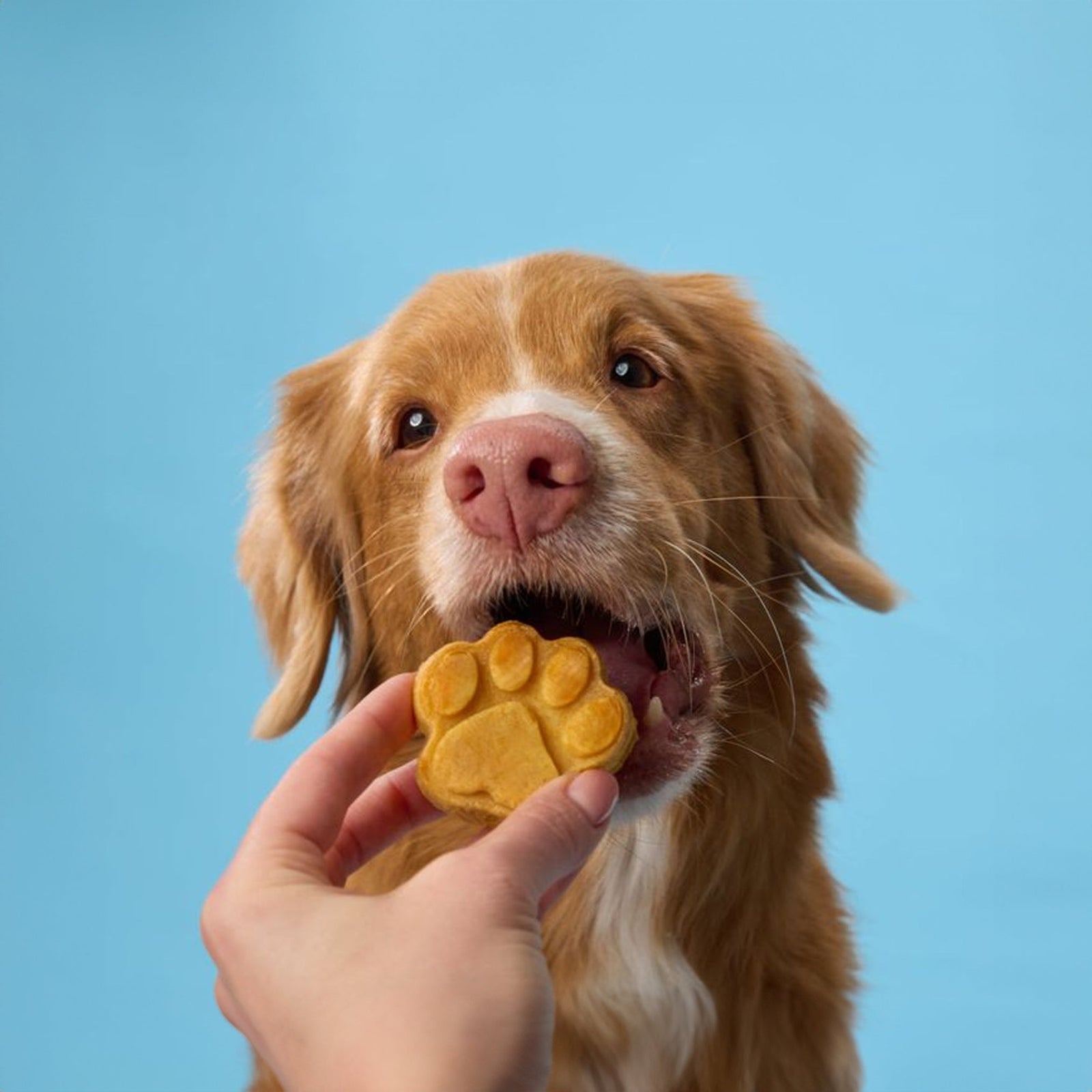 Snacks
