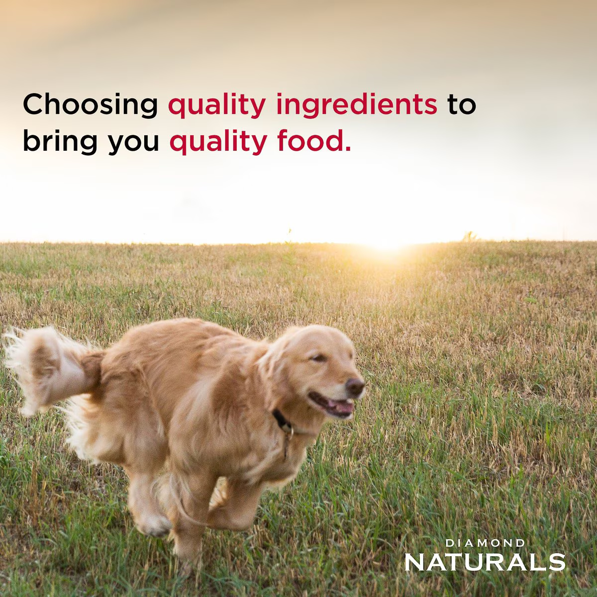 Alimento Diamond Naturals Cordero y Arroz Light Perros Adultos