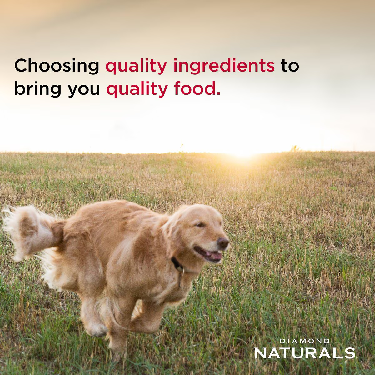 Alimento Diamond Naturals Senior 8+ para Perros Adultos Mayores