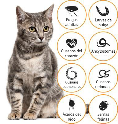 Medicamento Advocate Antiparasitario Externo e Interno para Gatos de 4 a 8 Kg