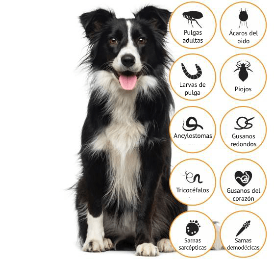 Medicamento Advocate Antiparasitario Externo e Interno para Perros de 4 a 10 Kg