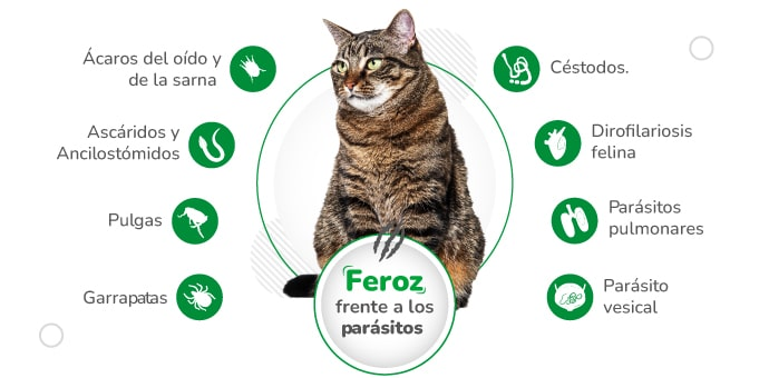 Medicamento Nexgard Combo Antiparasitario y Externo Topico para Gatos de 2.5 a 7.5 Kg