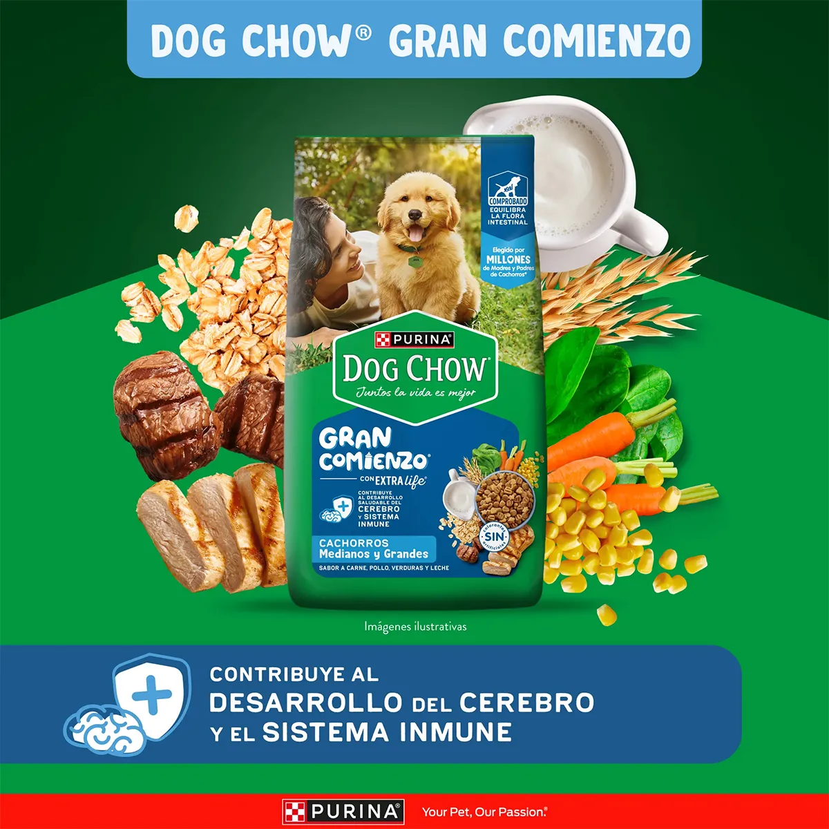 Alimento Dog Chow Gran Comienzo para Perros Cachorros Medianos y Grandes