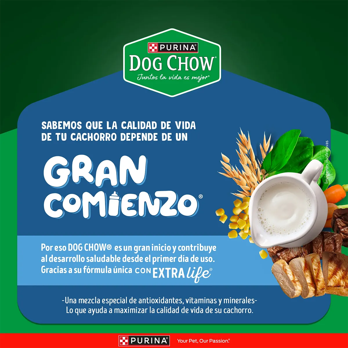 Alimento Dog Chow Gran Comienzo para Perros Cachorros Medianos y Grandes