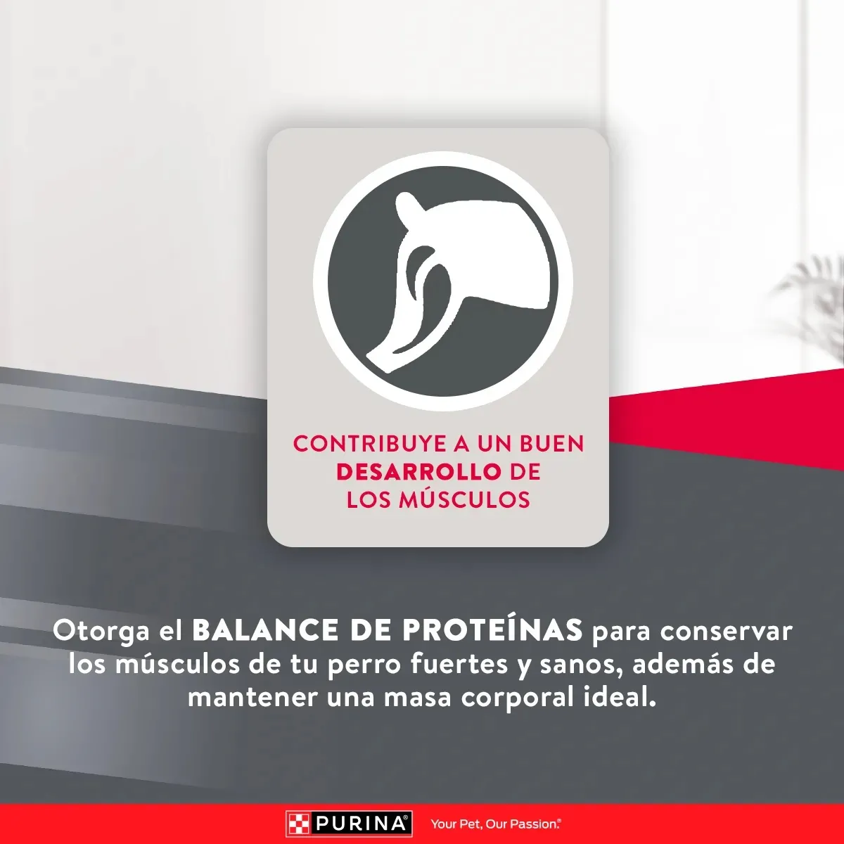Alimento Purina Excellent Mantenimiento Adulto para Perros