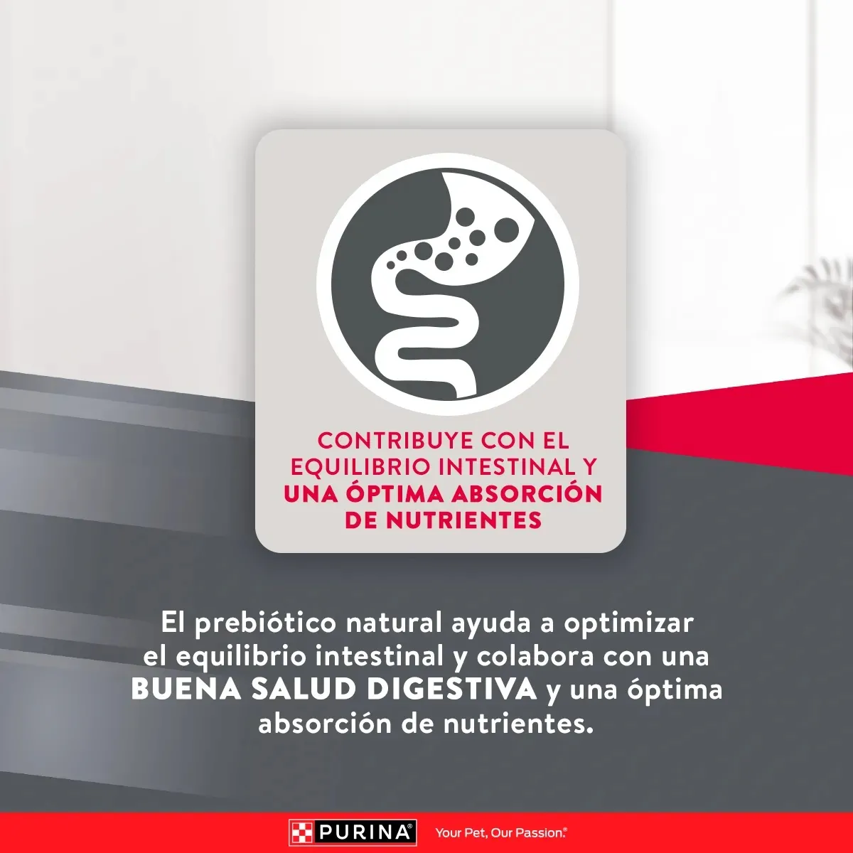 Alimento Purina Excellent Mantenimiento Adulto para Perros