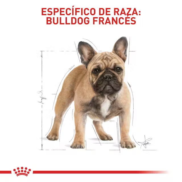 Alimento Royal Canin Bulldog Frances Perro Adulto