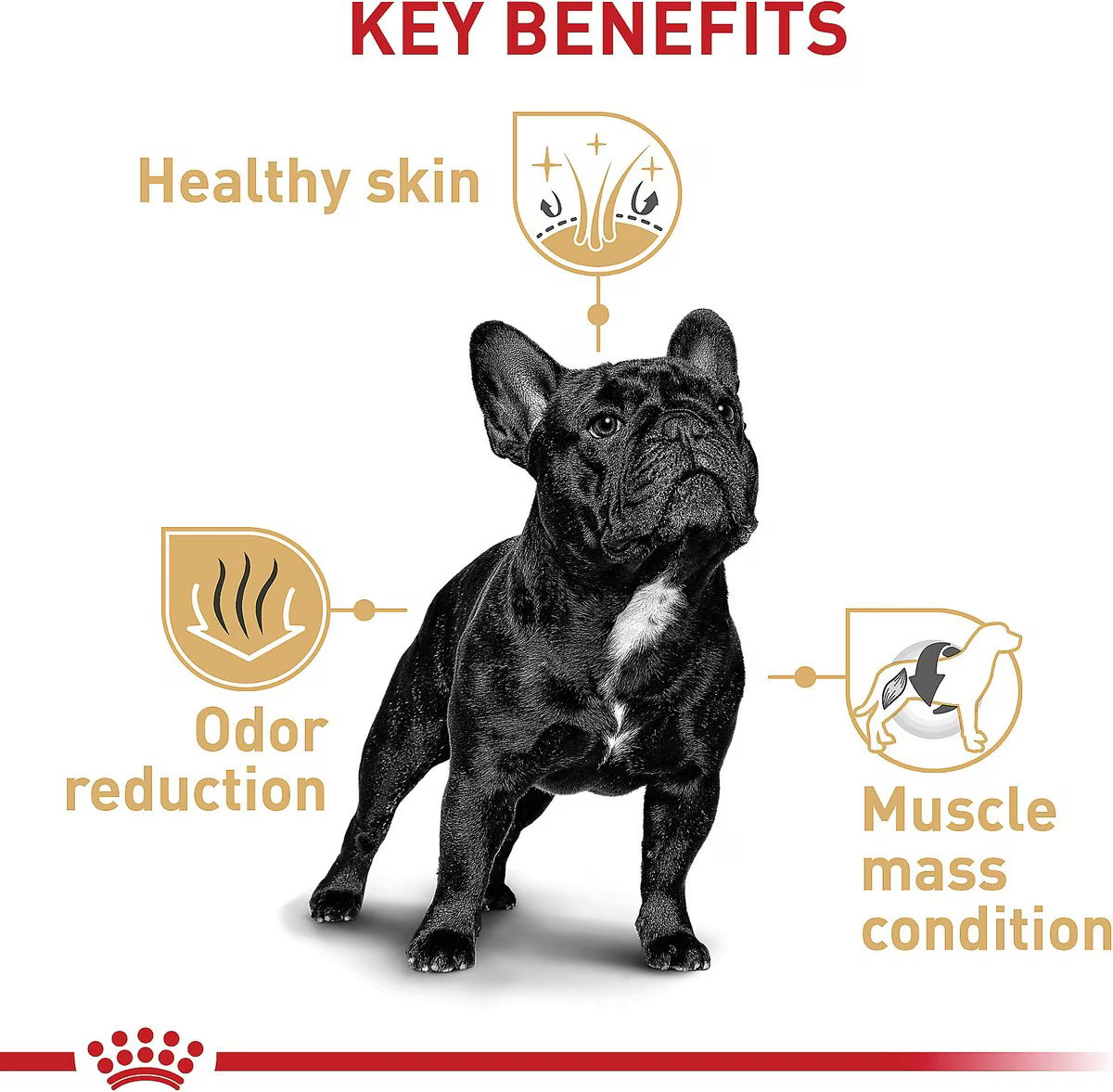 Alimento Royal Canin Bulldog Frances Perro Adulto