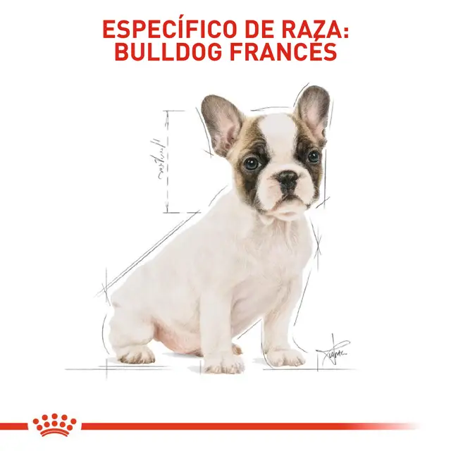 Alimento Royal Canin Bulldog Frances Puppy Perro Cachorro