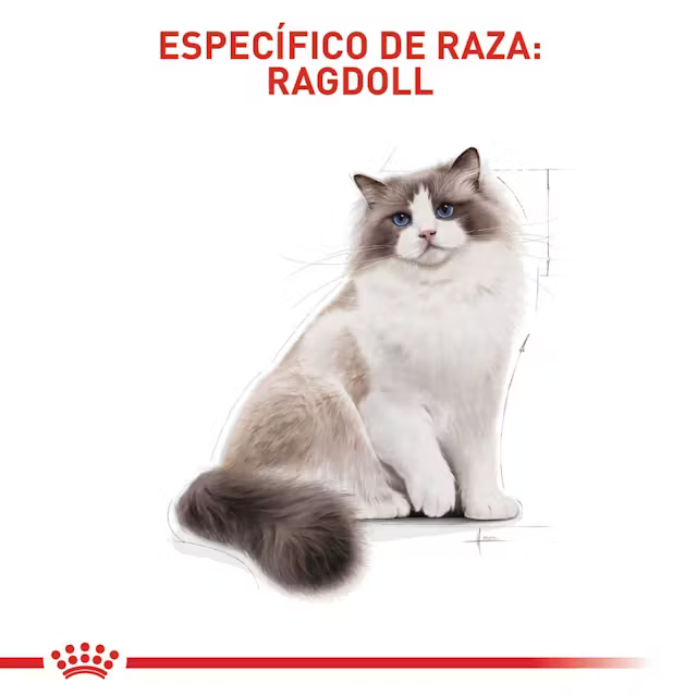 Alimento Royal Canin Ragdoll para Gato Adulto
