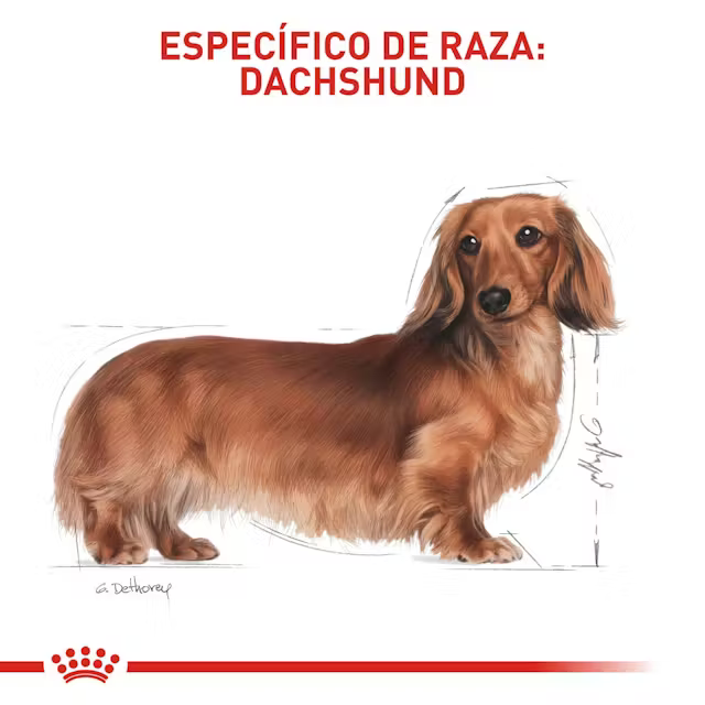 Alimento Royal Canin Dachshund para Perro Adulto