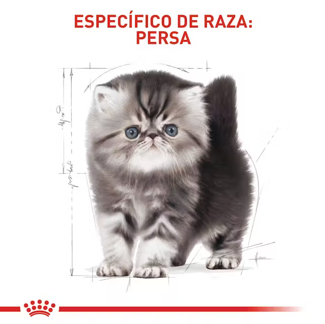 Alimento Royal Canin Persa Kitten para Gato Gatito