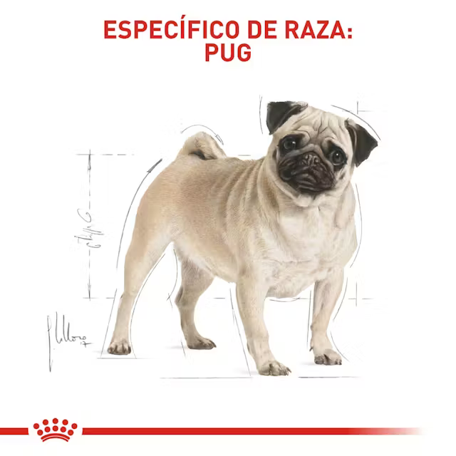 Alimento Royal Canin Pug para Perro Adulto