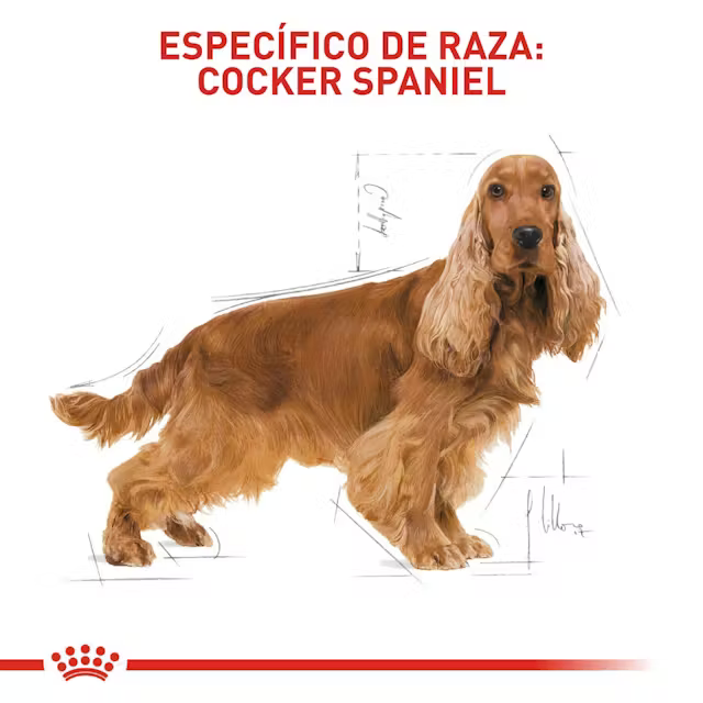 Alimento Royal Canin Cocker Perro Adulto