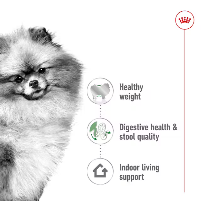 Alimento Royal Canin Mini Indoor para Perro Adulto Raza Pequeña