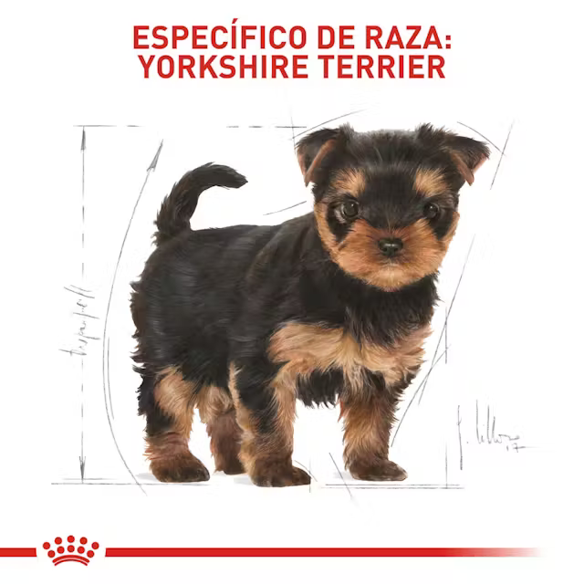 Alimento Royal Canin Yorkshire Terrier Puppy para Perro Cachorro