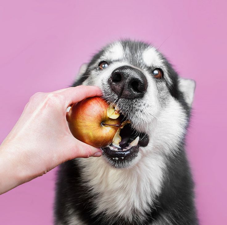 Snacks Perro
