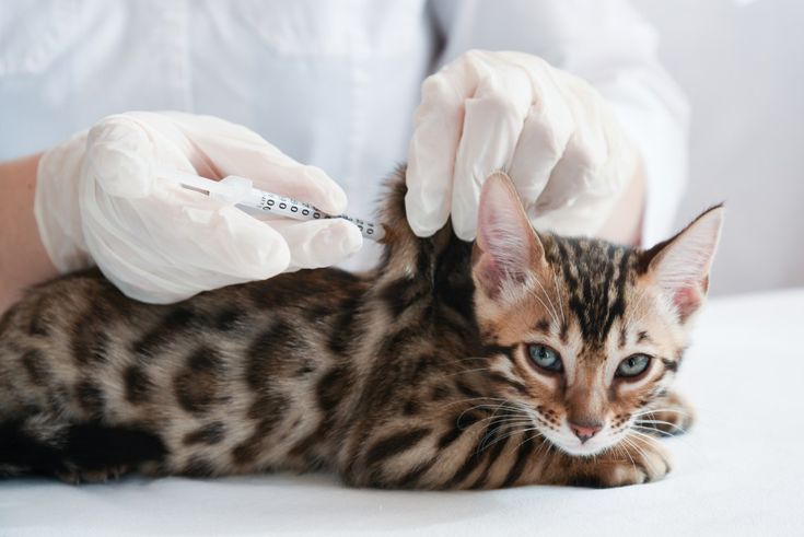 Medicina Gatos