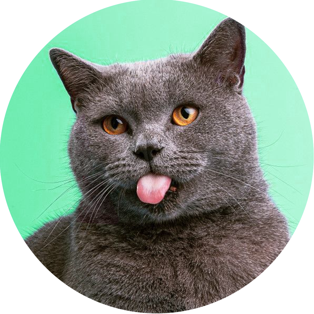 Gatos – Peludos