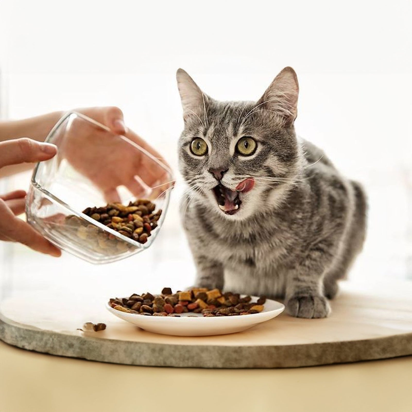 Alimento Seco Gatos