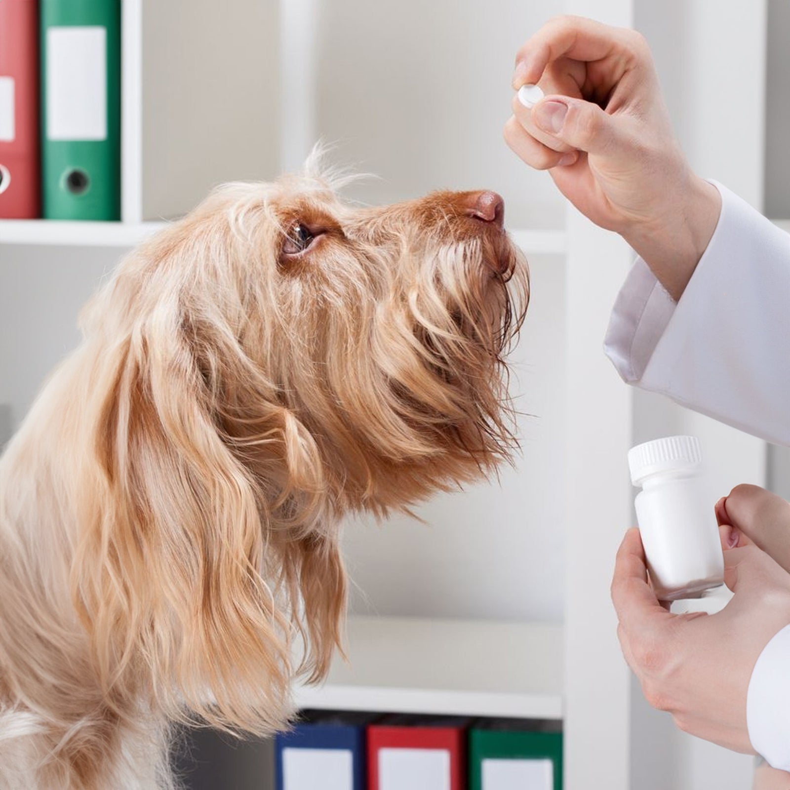 Medicina Perros