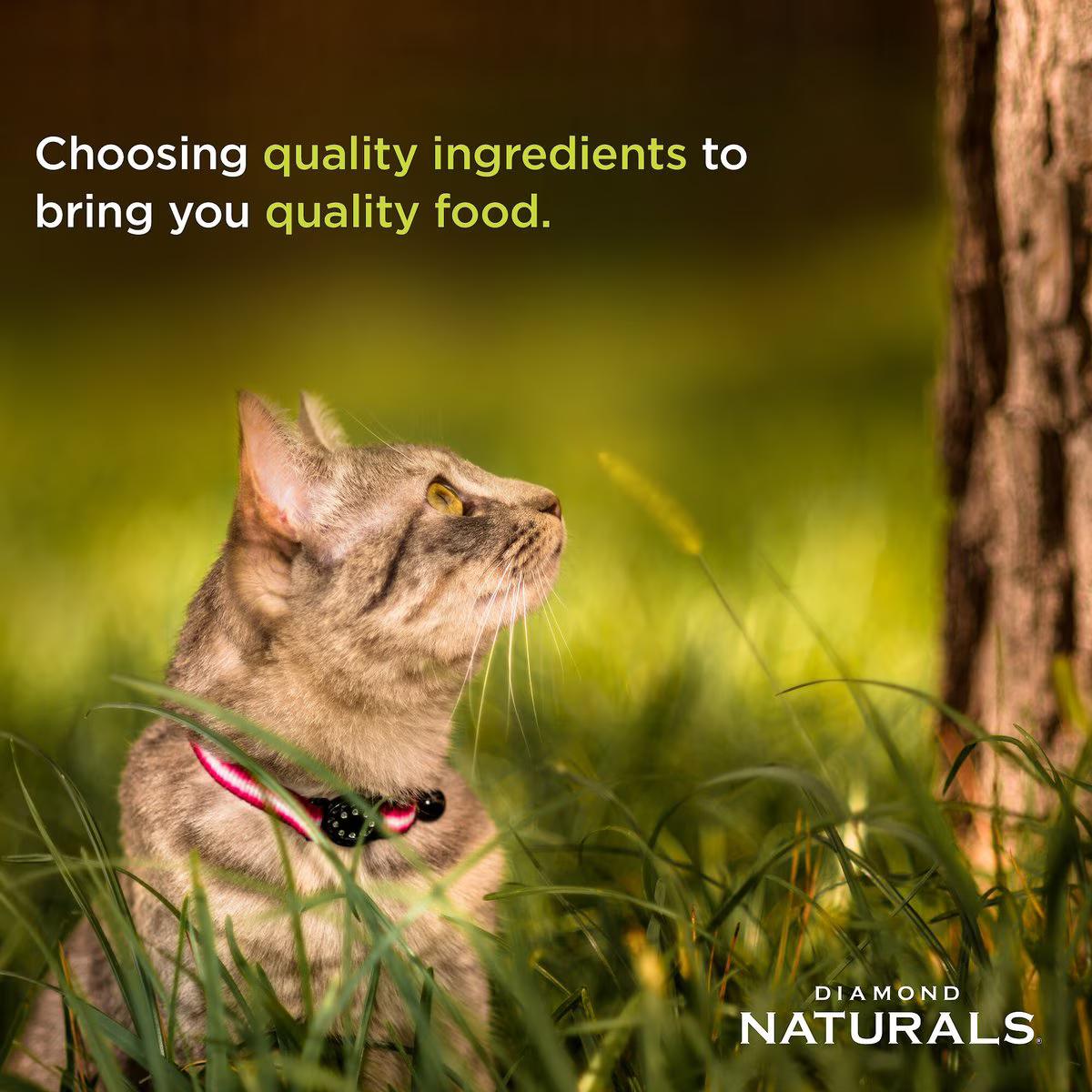 Alimento Diamond Naturals Indoor Cat para Gato Adulto