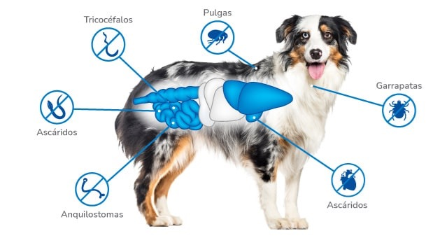 Medicamento Nexgard Spectra Antiparasitario y Externo Masticable para Perros de 3.5 a 7.5 Kg