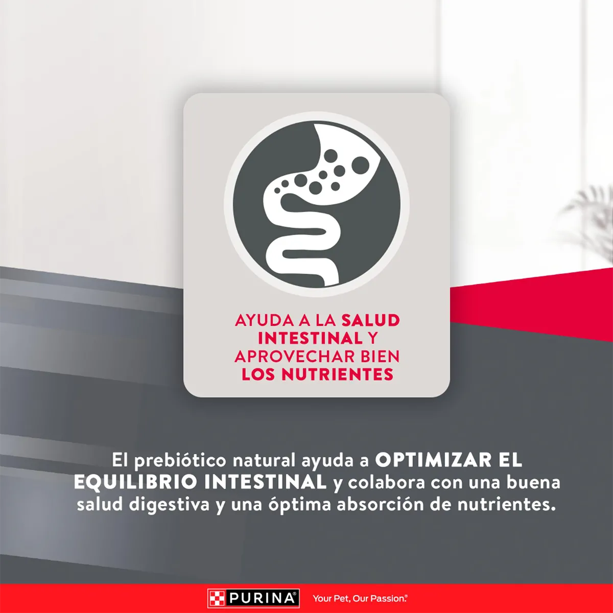 Alimento Purina Excellent Razas Pequeñas para Perros Adultos