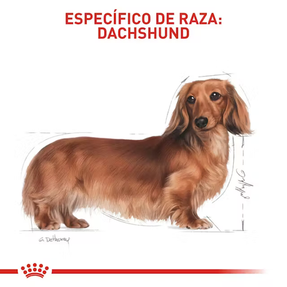 Alimento Royal Canin Dachshund para Perro Adulto