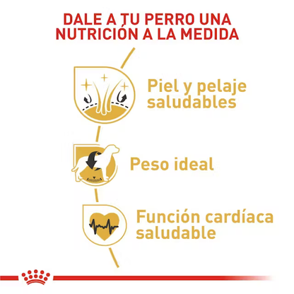 Alimento Royal Canin Cocker Perro Adulto