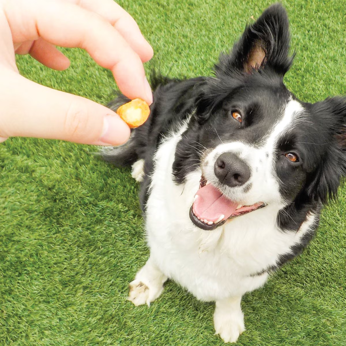 Snack Churu Bites Fun Bites Sabor a Pollo con Atún para Perros
